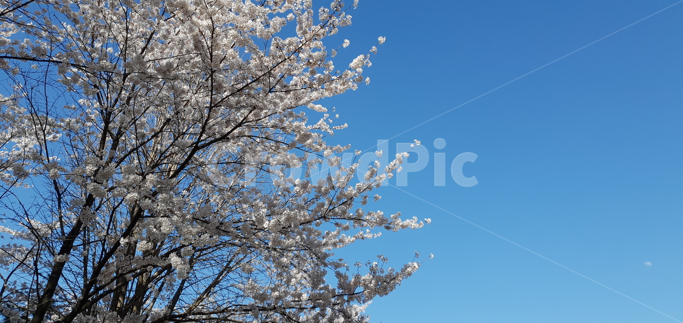 plant,cherryblossom,flower,벚꽃,봄