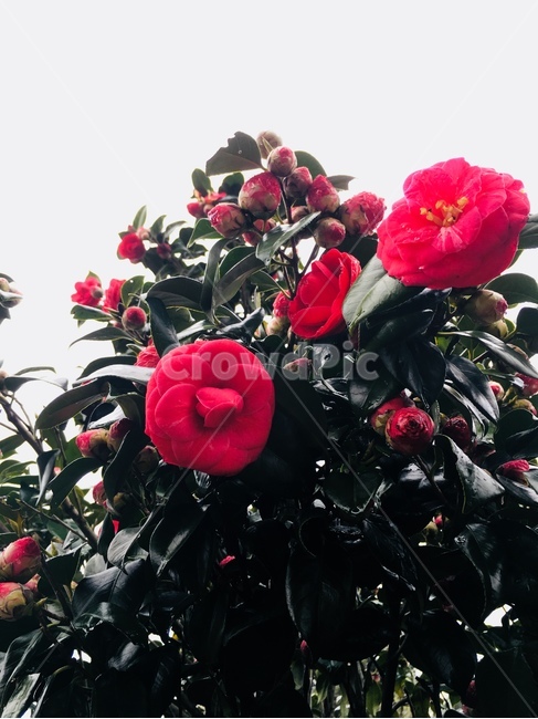 꽃,봄,동백꽃,빨강,나무,자연,nature,flower,spring,tree,red,green,jeju,봄,계절,spring,season,식물,자연,plants,nature,꽃,flower,plant,blossom,geranium,제라늄