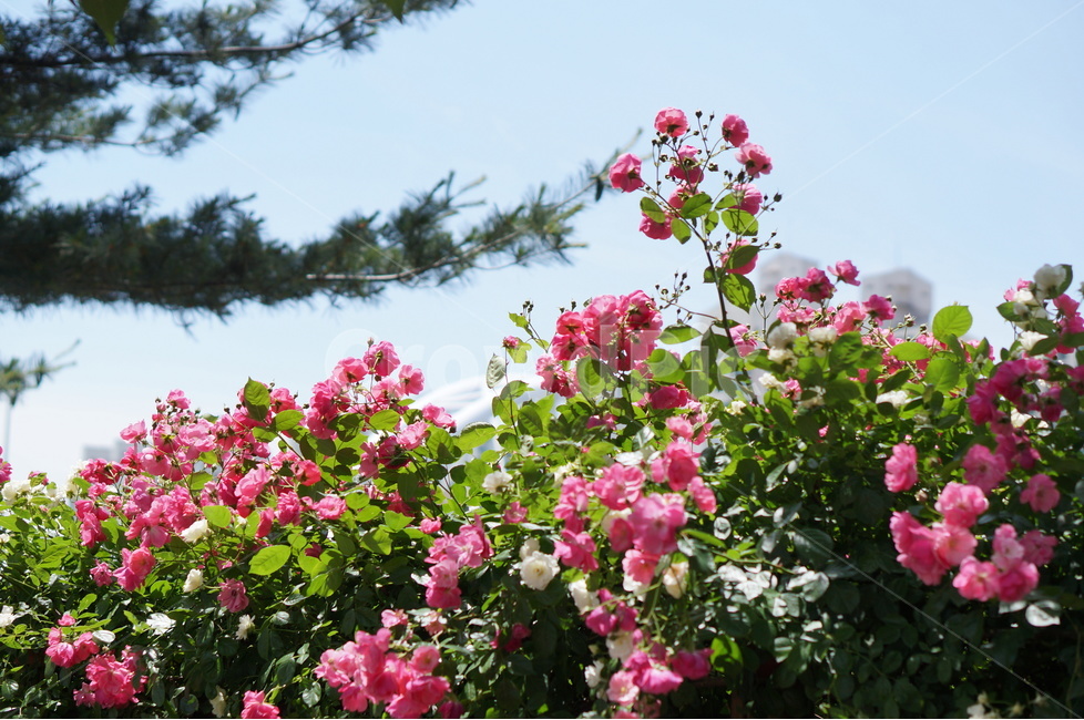 장미,5월,핑크,풍경,꽃,빛,식물,자연,plants,nature,꽃,flower