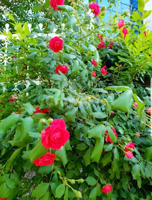 장미,꽃,화려한,화사한,빨강색
