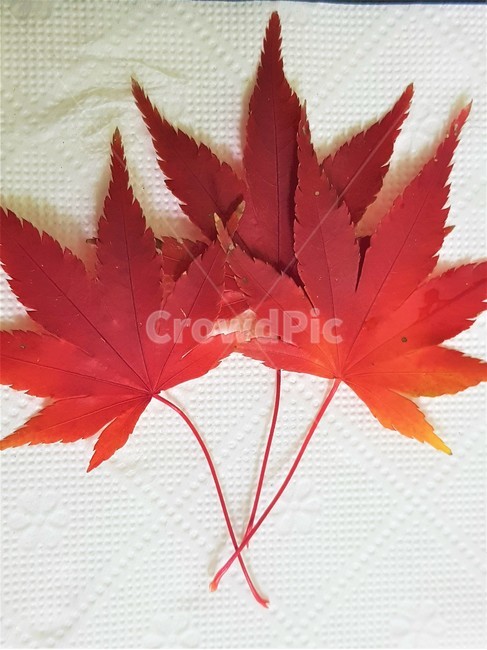낙엽,가을,단풍,단풍잎,붉은색,자연,fall,maple,단풍나무,redcolor,nature,가을,계절,fall,autumn,season,leaf,잎,plant,식물,tree,나무