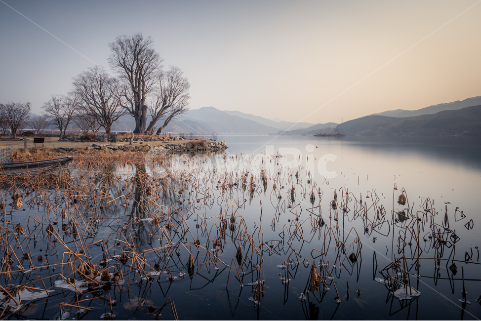 두물머리,겨울,자연,water,tree,한강,양평,자연,풍경,nature,landscape