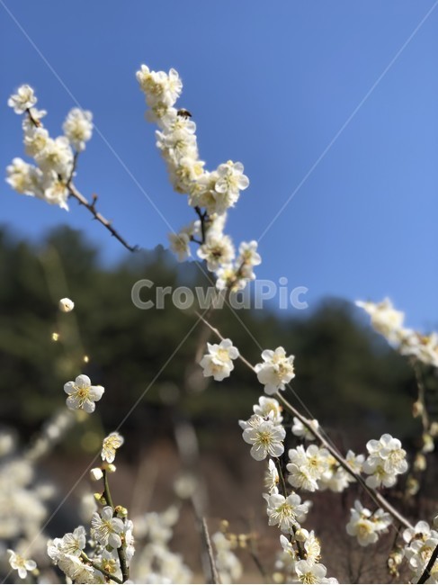 plant,식물,flower,blossom,꽃,꽃잎