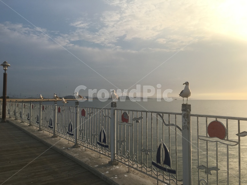 갈매기,바닷가,새,조류,무리,동물,animal,조류,새,birds