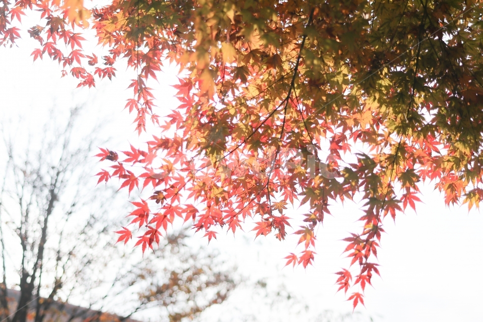 가을의끝에서,가을,부서지는빛,단풍,아름답다,가을,계절,fall,autumn,season,식물,자연,plants,nature,leaf,잎,plant,tree,나무