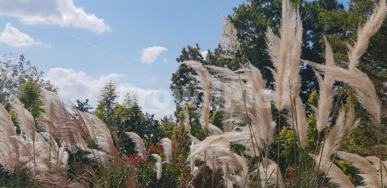 억새,억새풀,가을,풀밭,억새풀밭,가을,계절,fall,autumn,season,자연,풍경,nature,landscape,grass,잔디,plant,식물,lawn,reed,갈대
