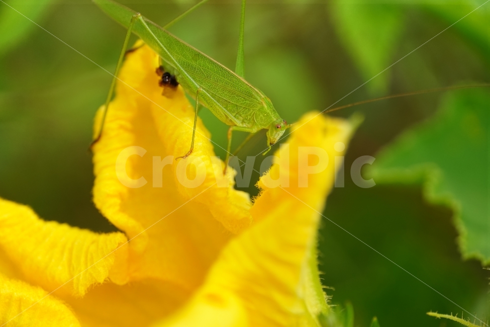호박꽃,수꽃,노랑꽃,노란꽃,플라워,자연,Pumpkin,Squash,flower,nature,yellow,식물,plant,plants,곤충,벌레,메뚜기,방아깨비,여치,insect,animal,동물,감성,감성사진,힐링,힐링사진,스냅,스냅사진,스넵,스넵사진,snap,snapshot,노랑색,노란색,그린,녹색,연두색,green,접사,macro,화단,꽃밭,밭,9월,September,가을,가을꽃,계절,autumn,fall,season,풍경,landscape,한국의자연,식물,자연,plants,nature,꽃,flower,동물,animal,곤충,벌레,insect,bug
