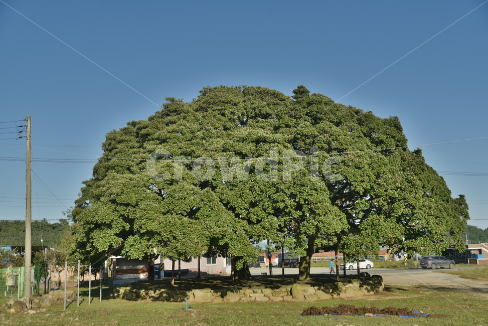 후박나무,천연기념물,나무,tree,삼산리,plant,식물,자연,plants,nature,나무,trees,wood
