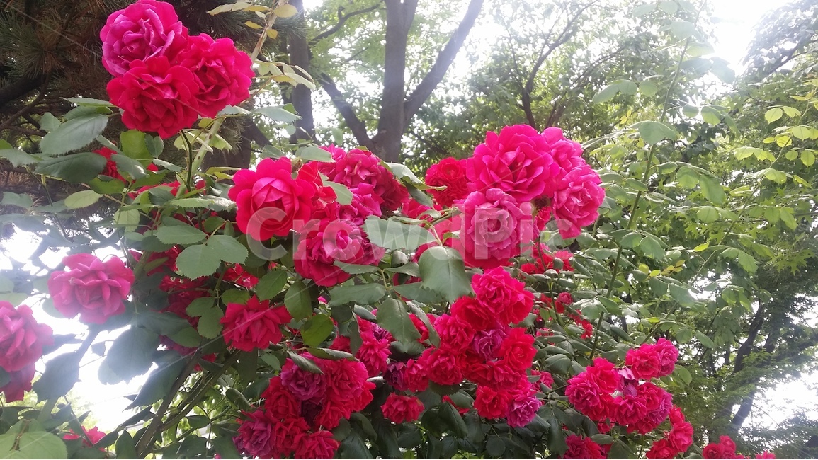 장미,꽃,rose,flower,may,식물,자연,plants,nature,꽃,flower