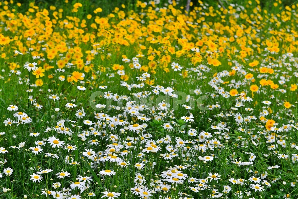 광주,서구,공원,풍암저수지,풍암공원,nature,자연,outdoors,금계국,샤스타데이지,옥외,plant,식물,관상용,field,들,blossom,flower,꽃,daisy,daisies,데이지