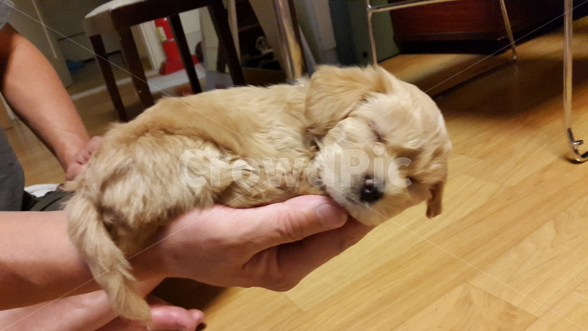 강아지,새끼강아지,꿈나라,말티푸,믹스견,little,browndog,cute,pretty