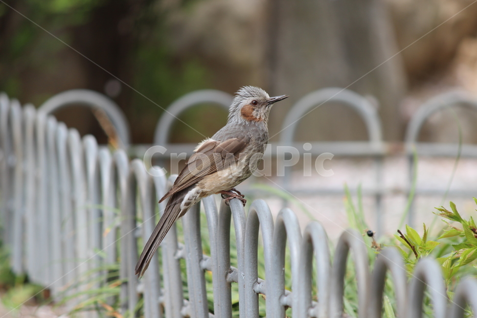 동물,새,직박구리,야생,풍경,동물,animal,조류,새,birds