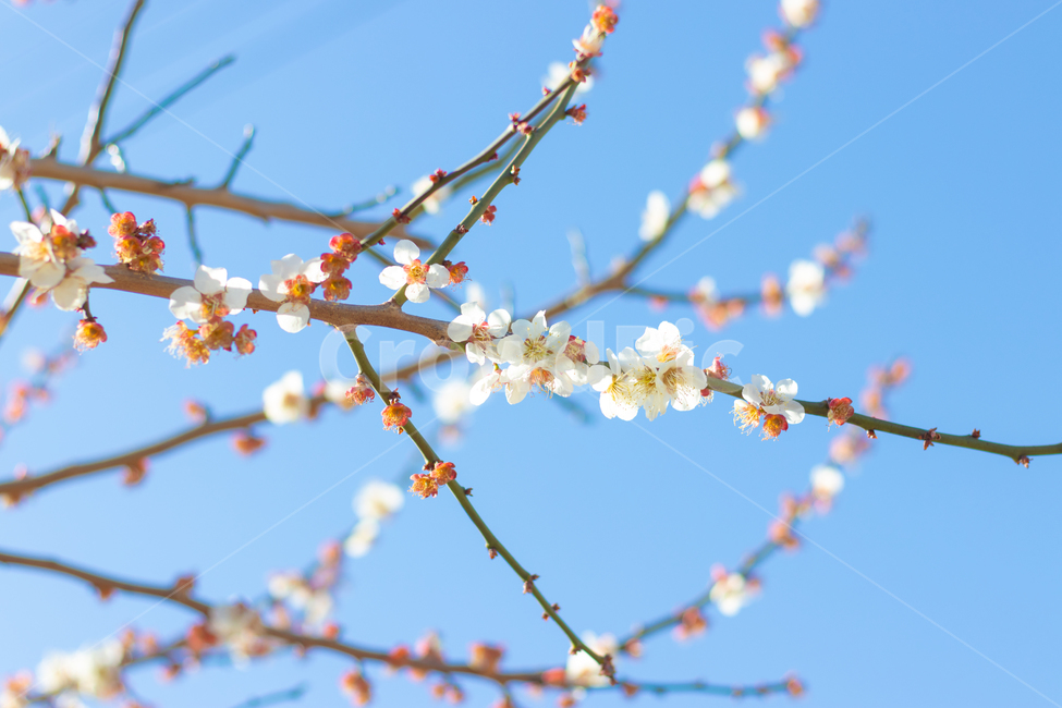 봄꽃,매화,매화마을꽃,꽃,식물,봄,계절,spring,season,식물,자연,plants,nature,꽃,flower