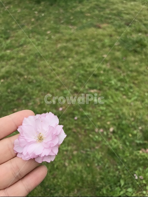 봄,잔디,손,꽃,꽃든손