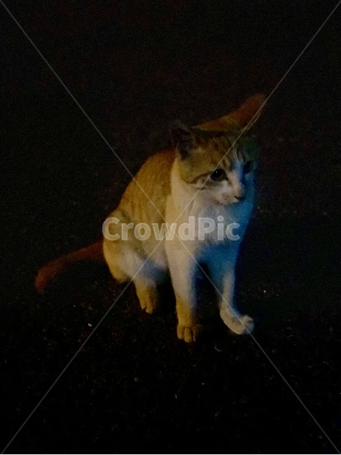 고양이,길고양이,cat,streetcat,코숏,길냥이
