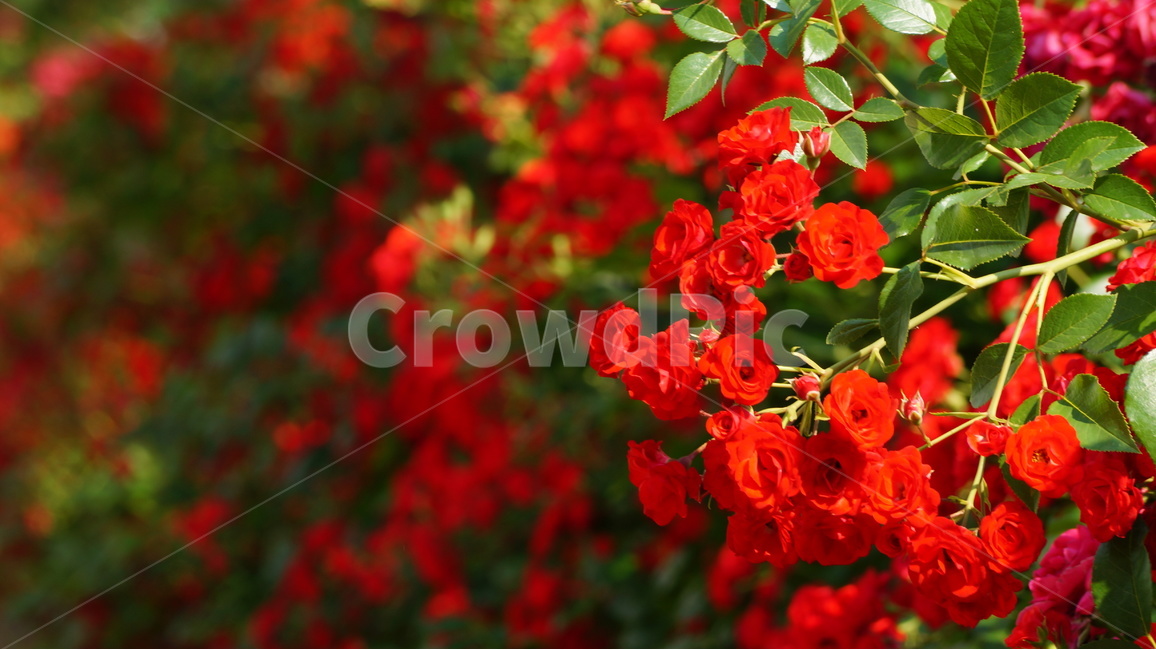 장미,꽃,꽃사진,식물,자연,식물,자연,plants,nature,꽃,flower