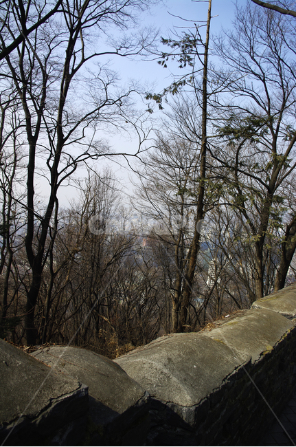 나무,성곽,건축물,전통,식물,tree,plant
