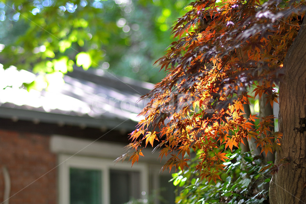 식물,자연,가을,단풍,단풍잎,가을,계절,fall,autumn,season,자연,풍경,nature,landscape,leaf,잎,plant,tree,나무,maple