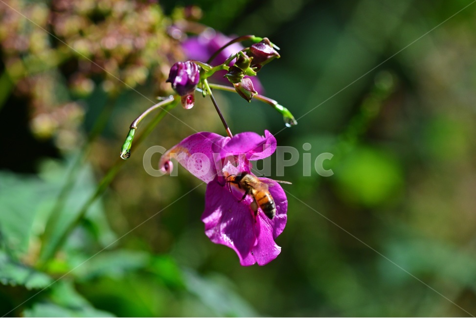 plant,식물,blossom,flower,꽃,insect,곤충,bee,animal,동물,honeybee,꿀벌,물봉성화