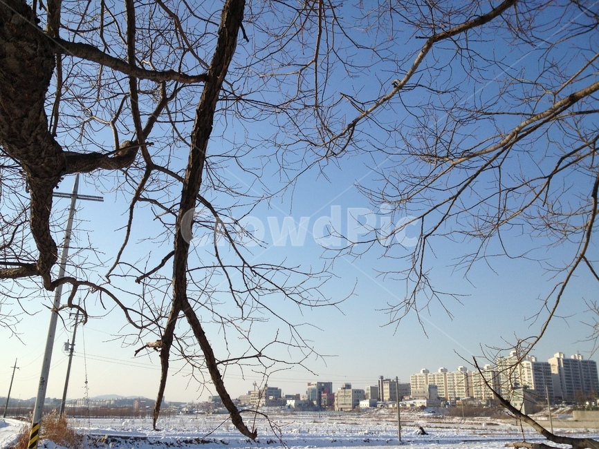 눈,겨울,과수원,하늘,파란하늘,하얀세상,snow,snowing,sky,bluesky,plant,식물,nature,자연,treetrunk,나무줄기,tree,나무,겨울,계절,winter,season,식물,자연,plants,nature,나무,trees,wood