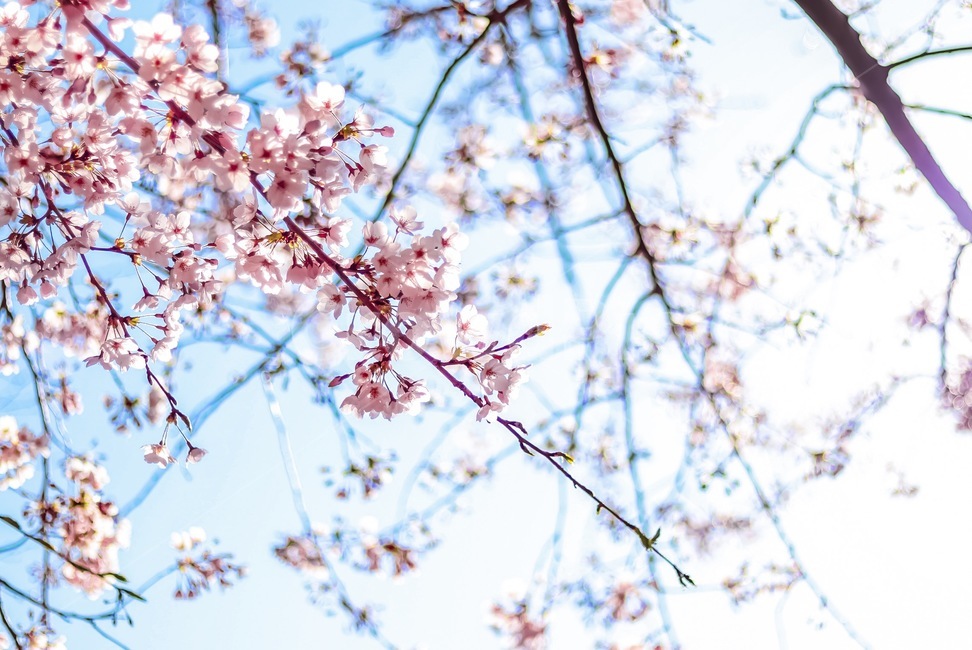 봄,벚꽃,벚꽃놀이,꽃놀이,꽃구경,봄,계절,spring,season,식물,자연,plants,nature,꽃,flower,plant,blossom