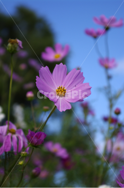 코스모스,가을,꽃,식물,flower,가을,계절,fall,autumn,season,식물,자연,plants,nature,꽃,flower,plant