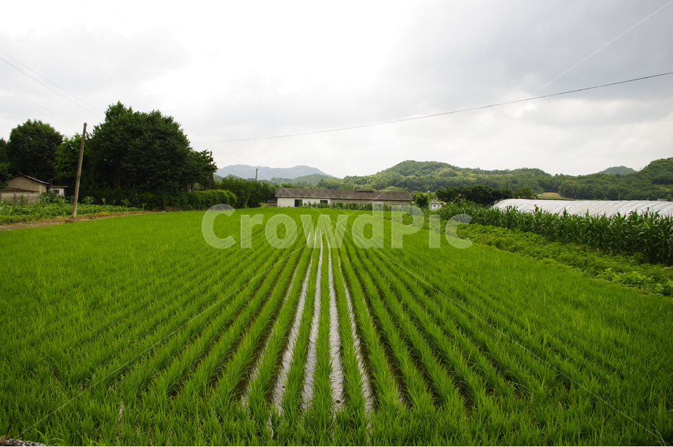 시골,논밭,풍경,논,나무,하늘,초록,자연,풍경,nature,landscape,시골,마을,country,rural,town,field,들,outdoors,옥외,grassland,목초지,paddy field,패디 필드