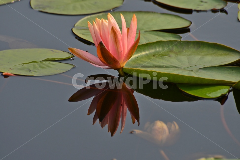 blossom,plant,식물,flower,꽃,수련,연꽃,반영,연못,연잎,연꽃잎,수생식물,수중식물