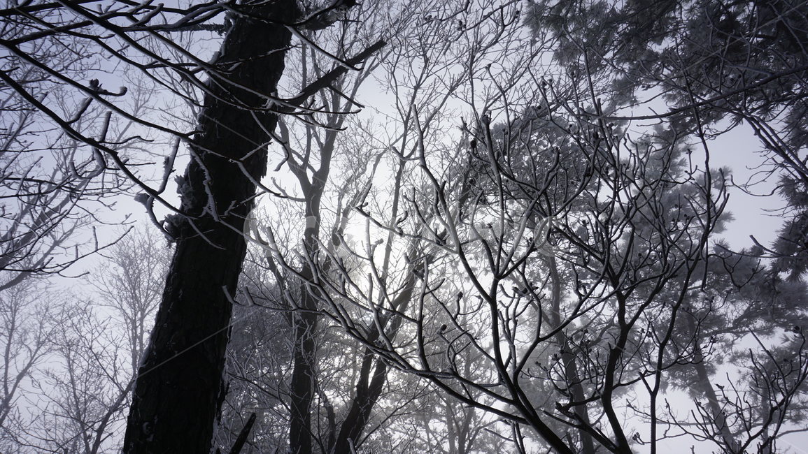 나무,산,눈,안개,겨울,겨울,계절,winter,season,자연,풍경,nature,landscape,tree,plant,식물,outdoors,옥외