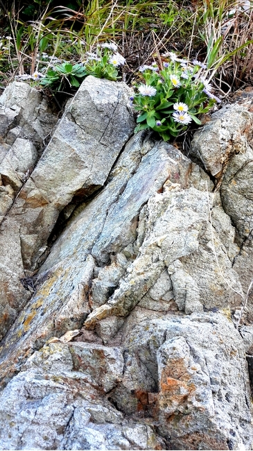 rock,록,plant,식물,해국,꽃,flower,가을