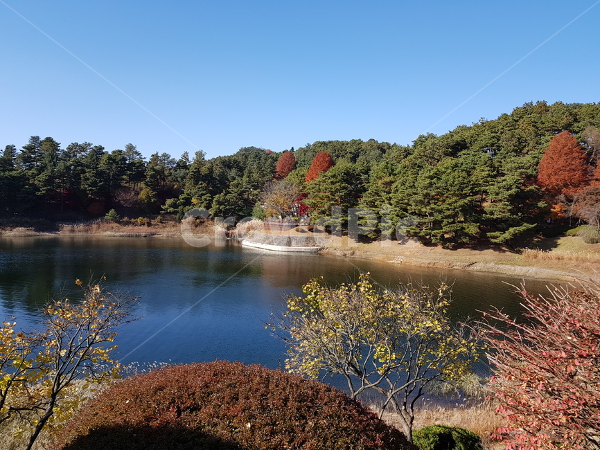 단풍,단풍호수,가을대청호,청남대,대청호,가을청남대,청남대가을,청남대단풍,대청호가을,대청호단풍,대청호수,단풍나무,호수,물,파란하늘,맑은하늘,하늘,물가,단풍나무들