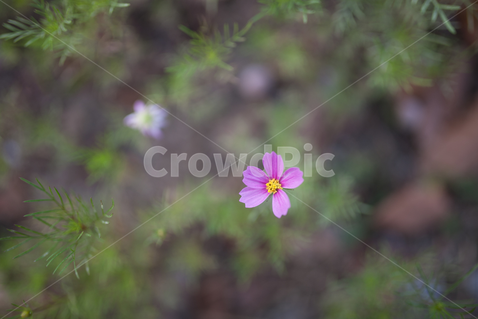 botanical,flower,꽃,식물,봄,식물,자연,plants,nature,꽃,flower