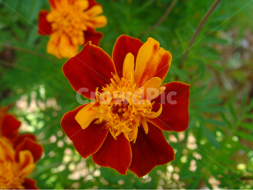 꽃,들꽃,노란색,빨간색,식물,자연,식물,자연,plants,nature,꽃,flower