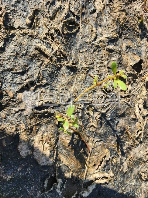 sprout,shadow,soil,hope,leaf,sun,barren,sunlight,photosynthesis,earth,plant,autumn