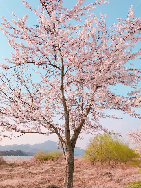 벚꽃,벚꽃길,산책,산책길,봄,봄,계절,spring,season,식물,자연,plants,nature,나무,trees,wood,plant,flower,꽃,blossom