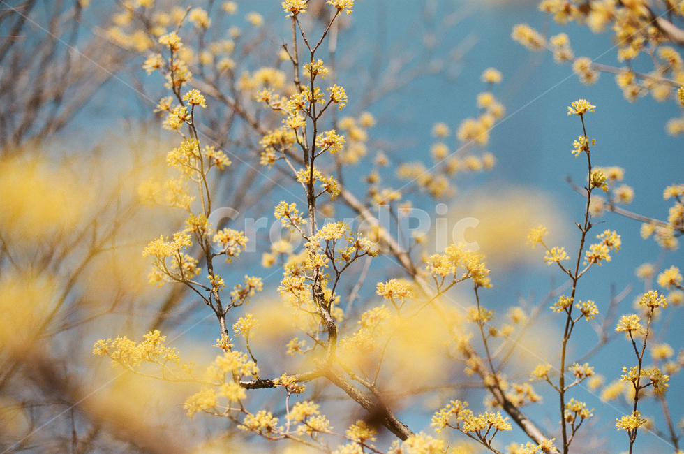 개나리,plant,식물,한강,배경,봄,계절,spring,season,식물,자연,plants,nature,꽃,flower,나무,trees,wood