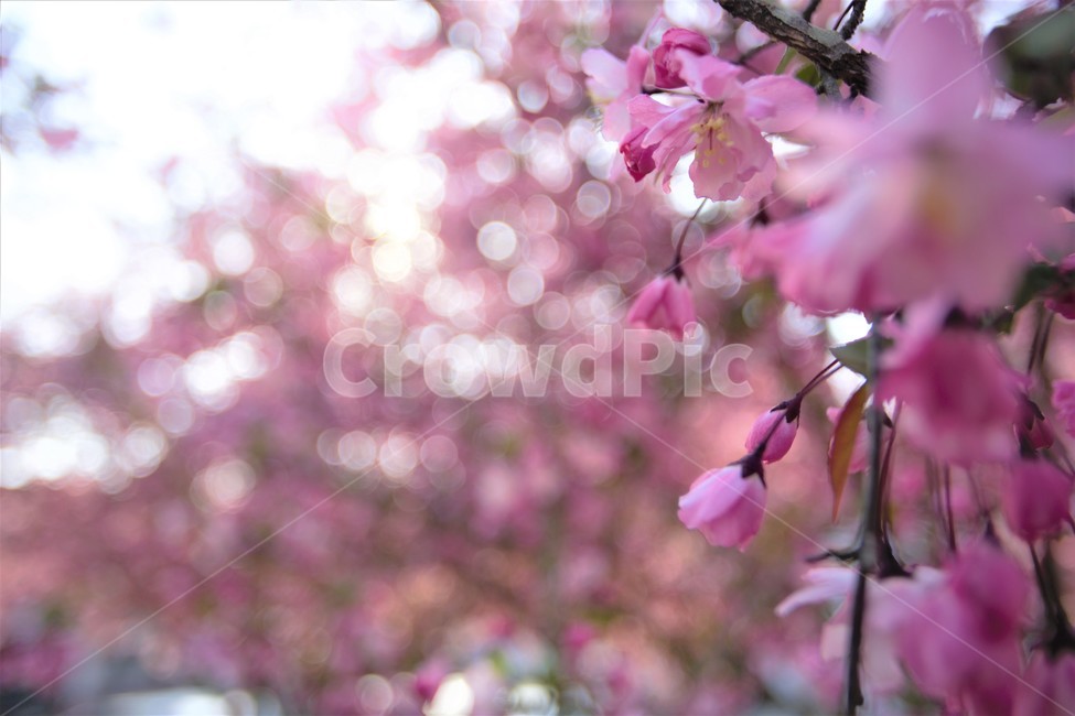 cherryblossoms,분홍벚꽃,벚꽃,4월의벚꽃,봄의벚꽃