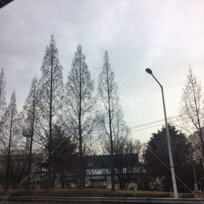 하늘,나무,창밖,하늘감성,나무감성,학교가는길,대구,가산,자연,풍경,nature,landscape,tree,plant,식물