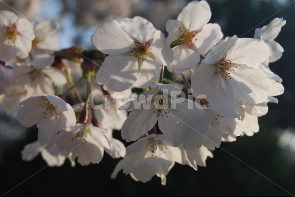 벚꽃,봄,매화,꽃,화창,나들이,plant,blossom,flower