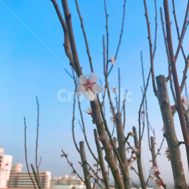 봄,벚꽃,하늘,꽃,Spring,Sky,Flower,Sakura,맑음,청량,봄,계절,spring,season,식물,자연,plants,nature,꽃,flower