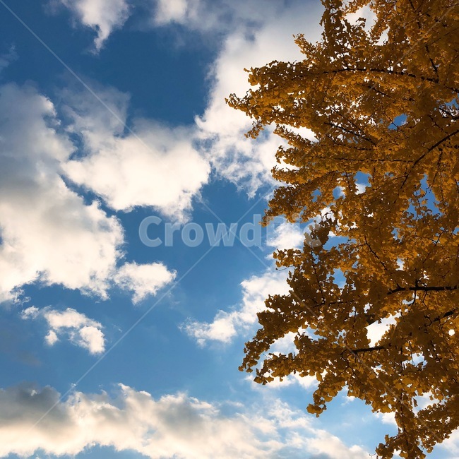 가을,가을하늘,은행,낙엽,단풍,풍경,landscape,fall,autumn,season,식물,자연,plants,nature,가을,계절,fall,autumn,season,자연,풍경,nature,landscape,tree,나무,plant