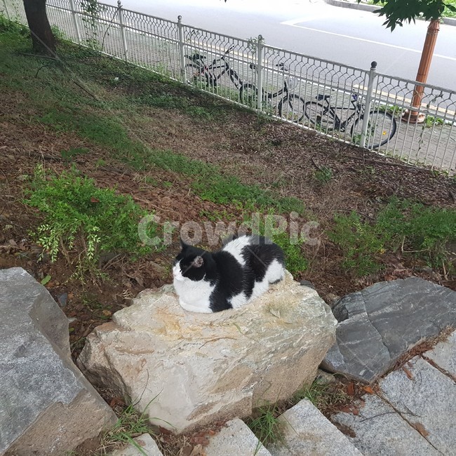 고양이,길냥이,cat,돌,바위,낮잠