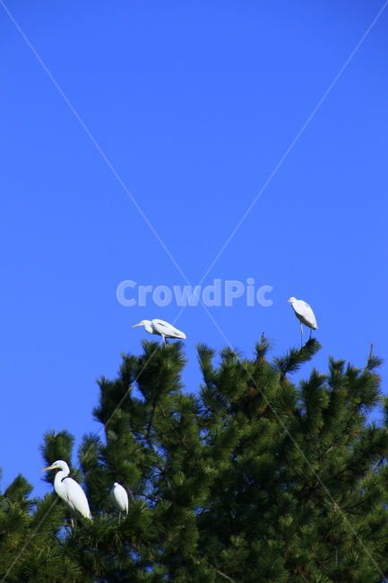 새,동물,animal,식물,전나무,아비,bird,tree,동물,animal,조류,새,birds