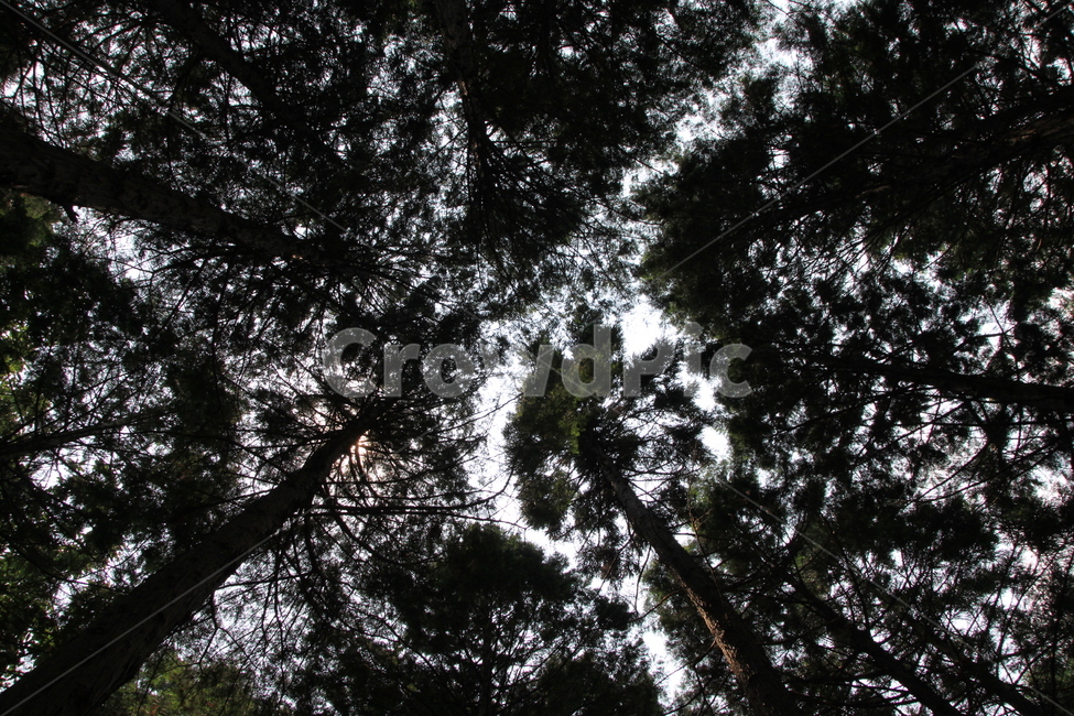 tree,나무,plant,식물,fir,식물,자연,plants,nature,나무,trees,wood