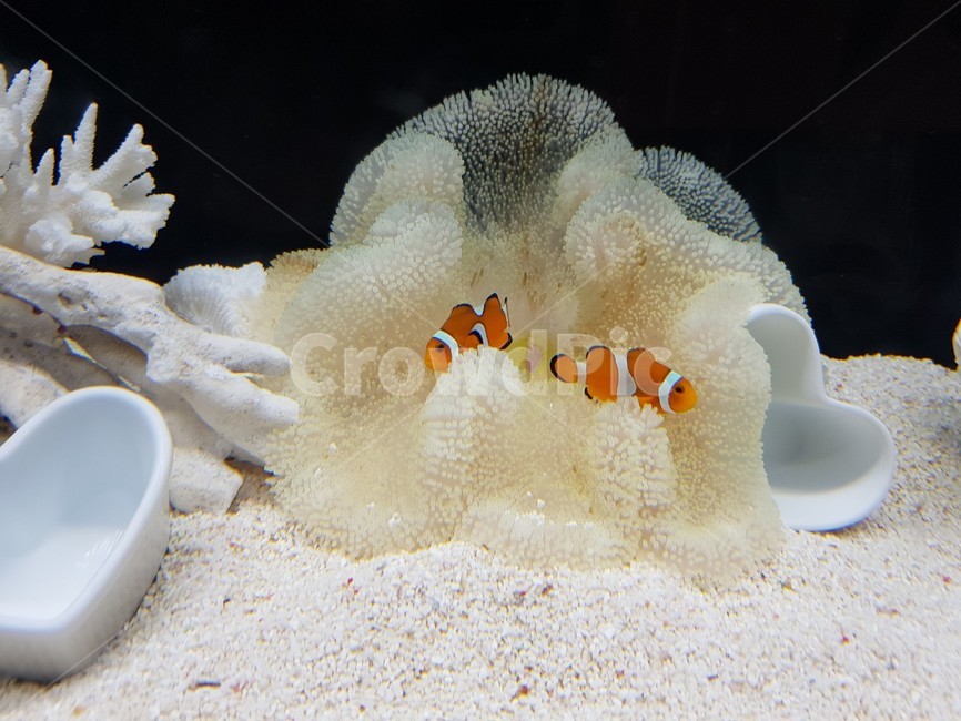 물고기,수족관,이쁜물고기,니모,휴식,동물,animal,어류,물고기,fish
