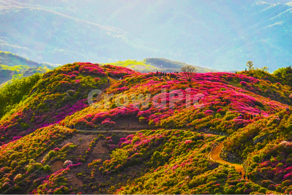 황매산,산,산행,걷기,축제,철죽,길,일출,자연,풍경,nature,landscape