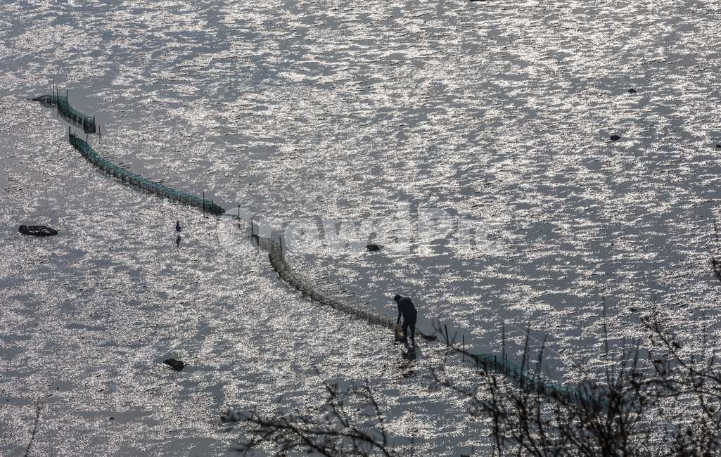 aquaculture,Tidal flat,nature,beach,mudflat,landscape,sea