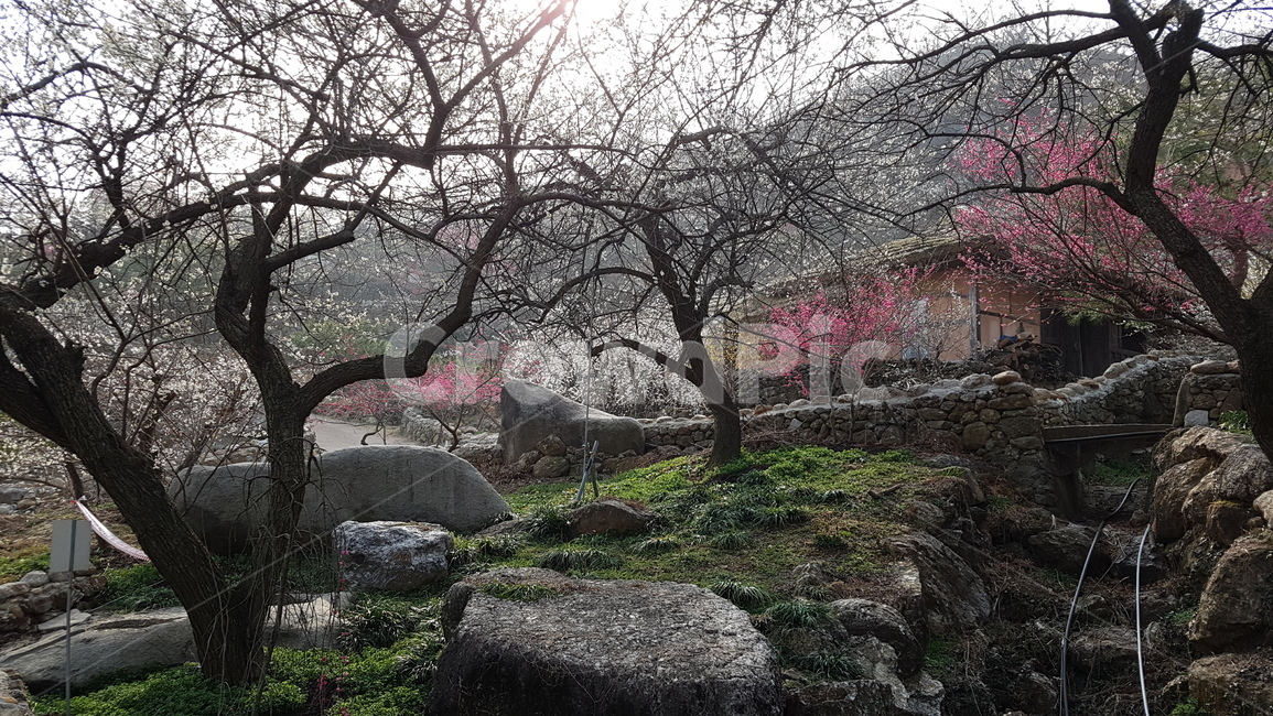 광양,매화,매화축제,광양매화마을,홍쌍리매화마을,봄,계절,spring,season,자연,풍경,nature,landscape,plant,식물,tree trunk,나무 줄기,tree,나무