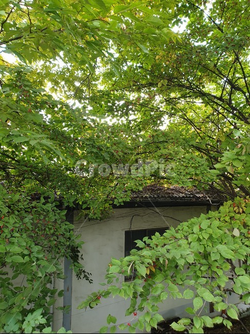 plant,식물,outdoors,옥외,arbour,정원,garden,정자,cabin,hut,hidden,forest,숨은,오두막,비밀,감춰진,secret