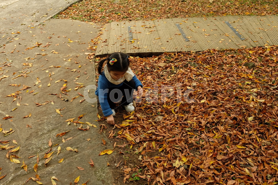 가을,여자아이,낙엽,혼자놀기,낙엽놀이,가을,계절,fall,autumn,season,사람,인물,인간,human,person,어린이,어린아이,child,children,kid,ground,바닥,plant,식물,leaf,잎